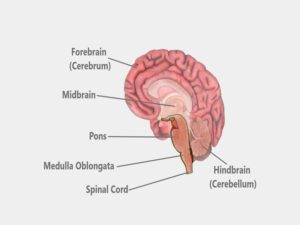Brain Stem Glioma Treatment in India