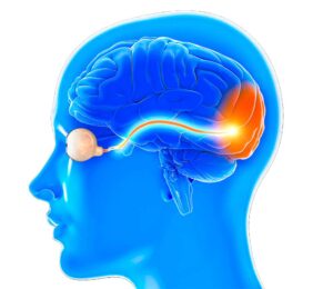 Neuro Ophthalmologist