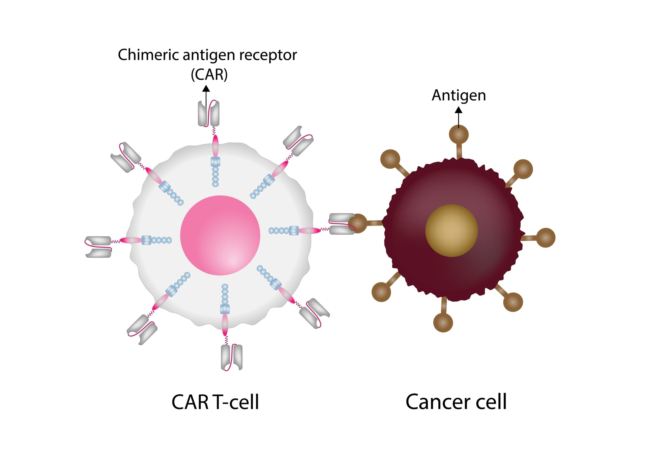 CAR T Cell Therapy